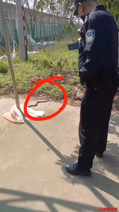 新澳门今晚开奖结果开奖记录和放生毒蛇有人被咬伤与放生毒蛇有人被咬伤怎么办