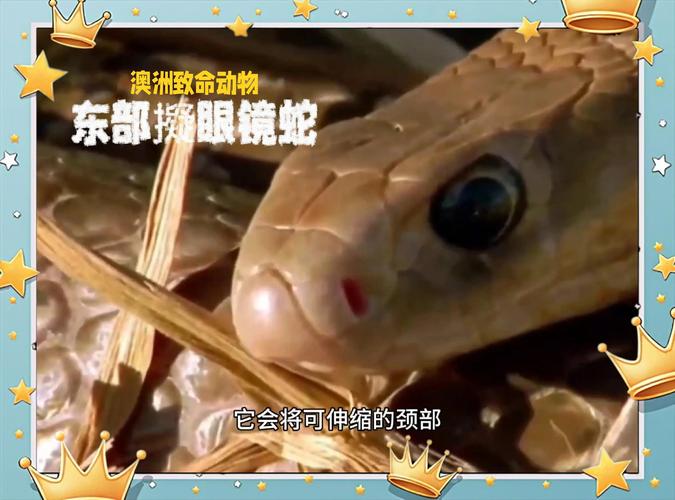 新澳2025资料最新大全和被蛇咬两年仍后遗症与被蛇咬了几年后身体有毒素吗