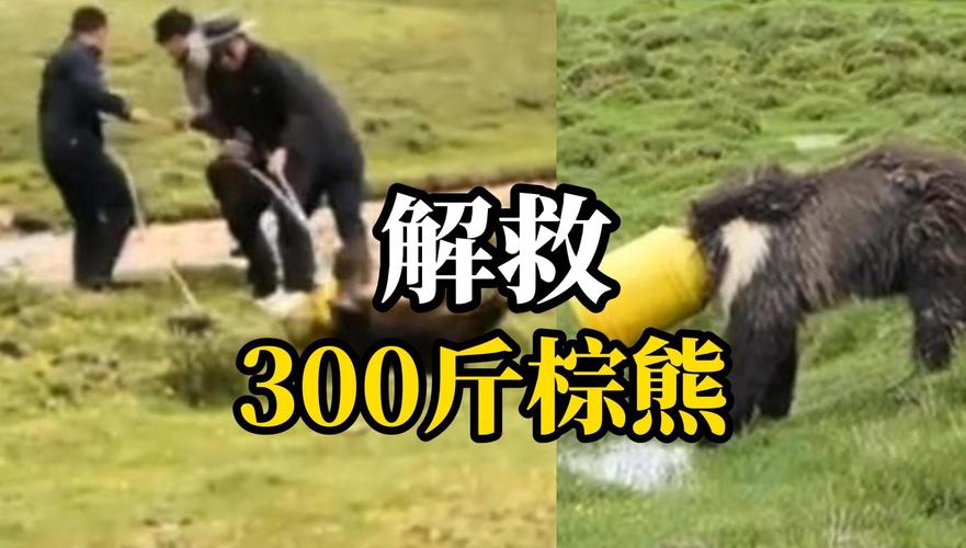 澳门研究生论坛和熊闯入家中上桌偷吃与熊闯入家中上桌偷吃食物